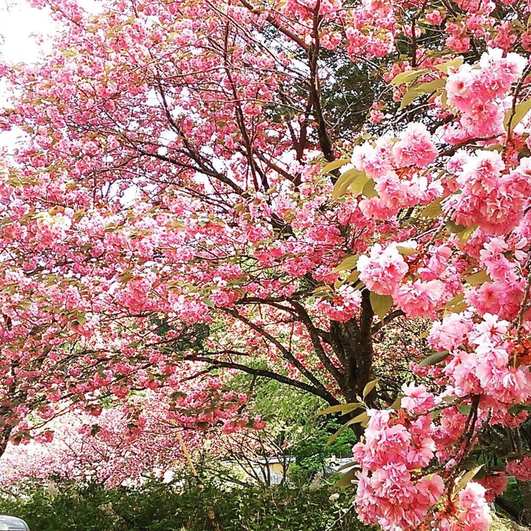 Ayameya Ryokan Nakanojo Eksteriør bilde